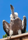 Animal Park of Courzieu