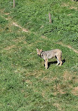 Animal Park of Courzieu