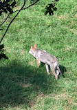 Animal Park of Courzieu