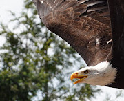 Animal Park of Courzieu