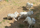 Animal Park of Courzieu