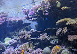 Israel Aquarium