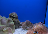 Israel Aquarium