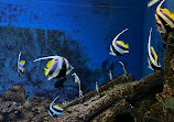 Israel Aquarium