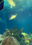 OdySea Aquarium