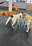 Zoom Room Dog Training