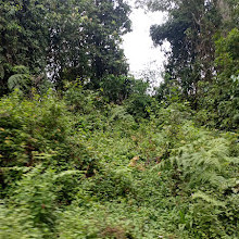 Mount Kenya National Park