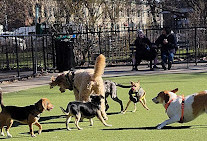 Kensington Dog Run