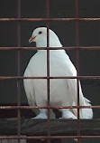 Aviary