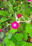 Corstorphine Hill Walled Garden