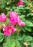 Corstorphine Hill Walled Garden