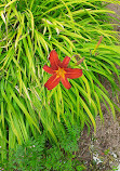 Corstorphine Hill Walled Garden