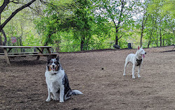 Morningside Park Dog Run