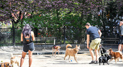 Robin Kovary Dog Run for Small Dogs