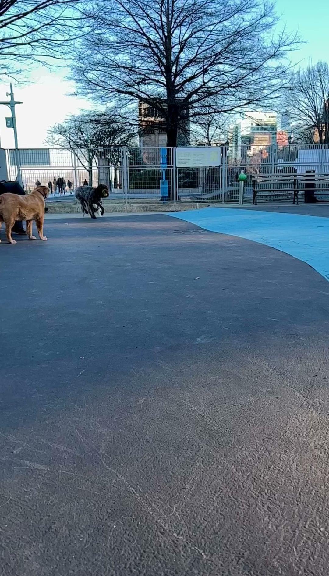 Leroy Street Dog Park