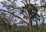 Myakka River State Park - Fox's Low Road Trail Head