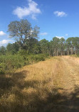 Myakka River State Park - Fox's Low Road Trail Head