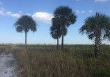 Myakka River State Park - Fox's Low Road Trail Head