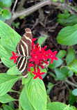 Marie Selby Botanical Gardens Historic Spanish Point campus