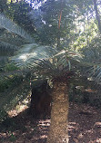 Jardins botaniques royaux de Melbourne