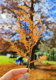 Giardini botanici reali Victoria - Giardini di Melbourne