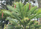 Royal Tasmanian Botanical Gardens