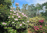 Royal Tasmanian Botanical Gardens