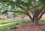 Royal Tasmanian Botanical Gardens