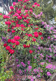 Royal Tasmanian Botanical Gardens