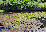 Royal Tasmanian Botanical Gardens