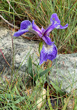 Louisbourg Deniz Feneri Yolu