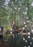 Capilano Suspension Bridge