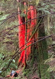 Capilano Suspension Bridge Park