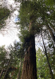 Capilano Suspension Bridge Park