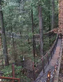 Capilano Suspension Bridge