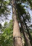 Capilano Suspension Bridge Park