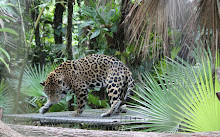Zoológico de Belize e Centro de Educação Tropical