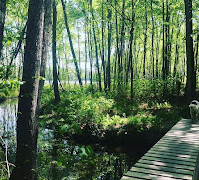 St. Mary's River State Park