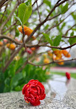 Victoria Embankment Gardens