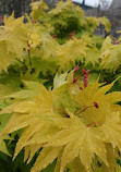 Victoria Embankment Gardens