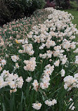 Victoria Embankment Gardens