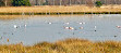 Bird watching tower (Flamingoinsel - Verden's Flamingo Colony)