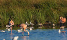 Bird watching tower (Flamingoinsel - Vreden’s Flamingo Colony)