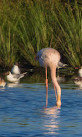 Bird watching tower (Flamingoinsel - Vreden’s Flamingo Colony)