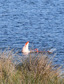 Bird watching tower (Flamingoinsel - Verden's Flamingo Colony)