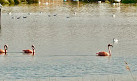 Bird watching tower (Flamingoinsel - Verden's Flamingo Colony)