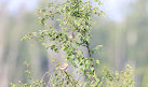 Bird watching tower (Flamingoinsel - Verden's Flamingo Colony)