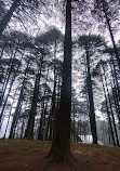 Patnitop Picnic Spot - Hill Station