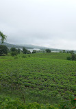 Choral dam