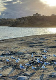 Little Coogee Bay Lookout